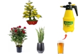 Mẹo dùng bia tưới cây mai vàng, lưỡi hổ, hoa hồng giúp loại bỏ côn trùng
